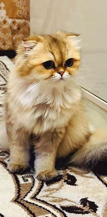 голд шиншилла: Золотая шиншилла — 4