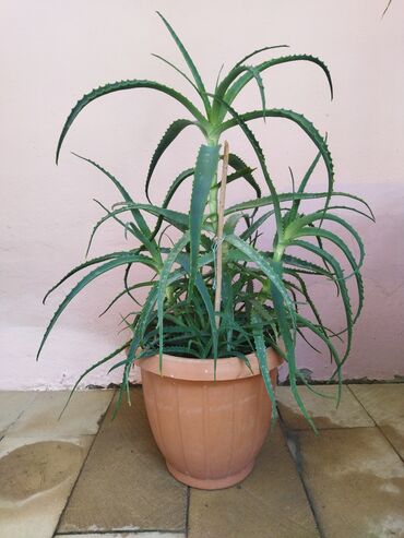 bitki satışı: Aloe Gul Derman Gulu 3 İllik. Yeke Qabda. Unvan Yeni Ramana Kamsamoski