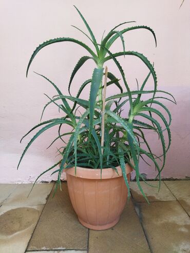 qizil gul toxumu: Aloe Gulu. Derman Gulu. 4 illik Yeke Guldu. Yeke Qabda. Unvan. Yeni
