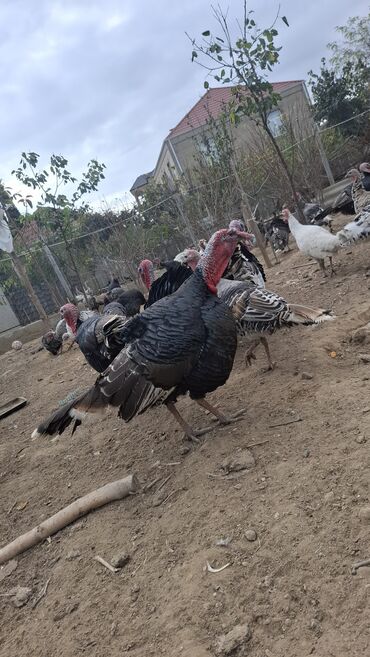 Hinduşka: Erkək, Amerika, Damazlıq, Ünvandan götürmə — 9