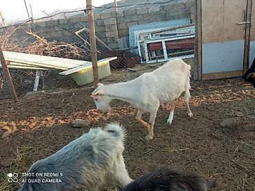 Heyvanlar: 2 baş Sani 2 baş Hələb.tam sağlam hündür heyvandır yanında 4-5aylq — 5