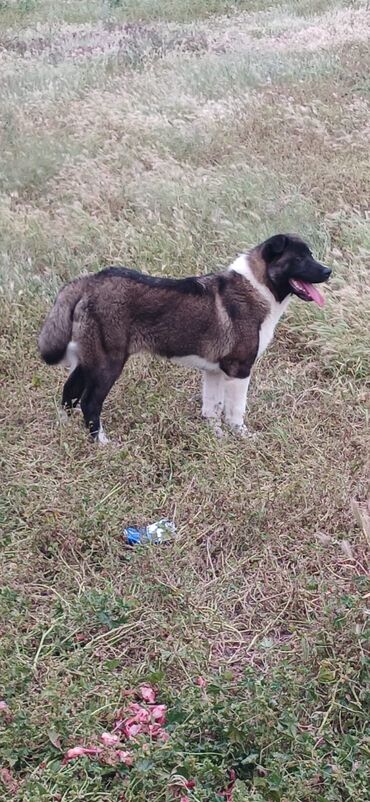 İtlər: Akita-inu, 7 ay, Erkek, Peyvəndli