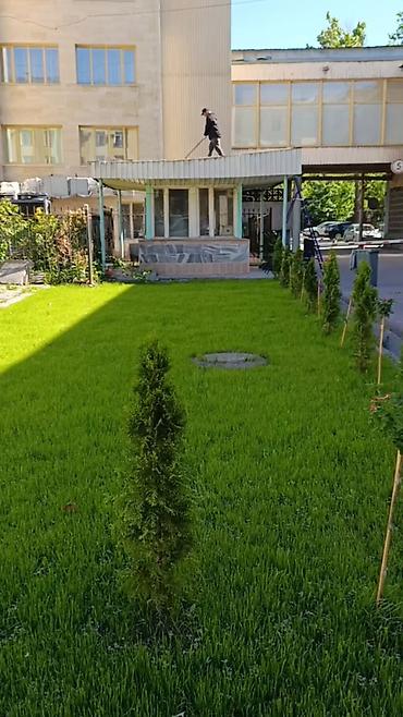 Семена газона: 🌱Теневой газон PARK - для участков где из-за отсутствия попадания — 10