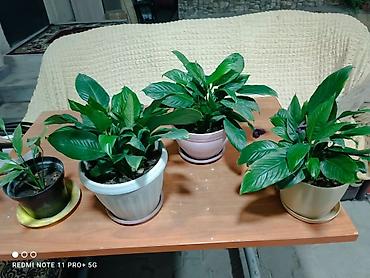 день сяпина: Спатифиллум (Spathiphyllum) в горшке - Пышный куст с крупными — 6