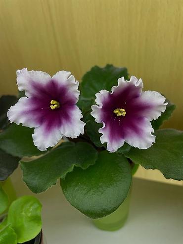 Фиалки и глоксинии: Продам! 1 Детки стандартных сортовых фиалочек. Цена за детку от 80 — 23