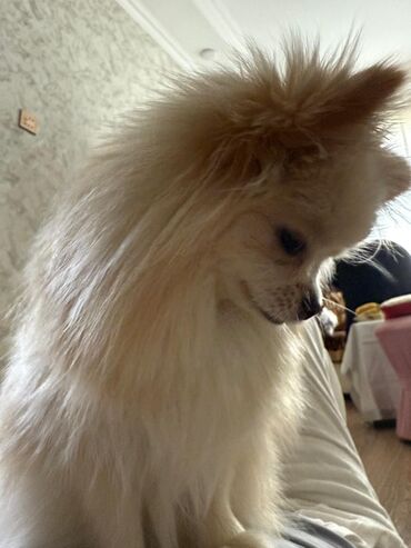 İtlər: Şpitz — 6