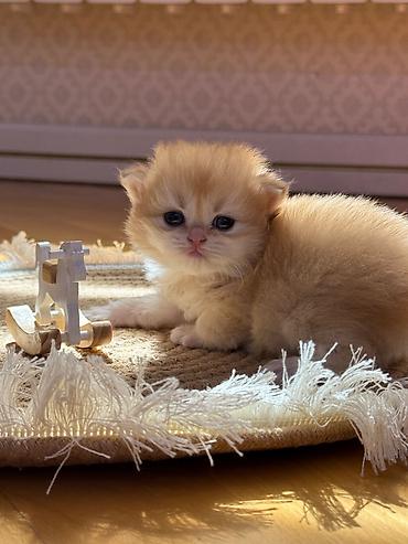 Кошки: Британская — 5