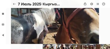 продажа щенков немецкой овчарки в бишкеке с документами: Тайлар сатылатсело Ленинский Бишкек тел