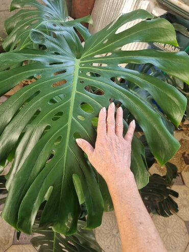 наборы инструментов бу: Монстера делициоза (Monstera deliciosa), крупное взрослое комнатное