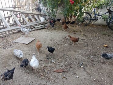 Digər quşlar: 2-3-4 aylıq cucelerdi.vaksinleri olub lasota çiçək vaksini.vitaminleri -da lalafo.az — 8 Digər quşlar: 2-3-4 aylıq cucelerdi.vaksinleri olub lasota çiçək vaksini.vitaminleri — 8