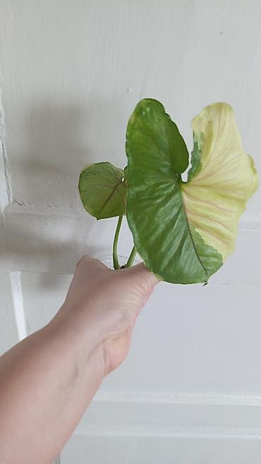 Драцены и Сансевиерии: Драцена (разные виды, в горшках) находится в Кара Балте - Эффектные — 7