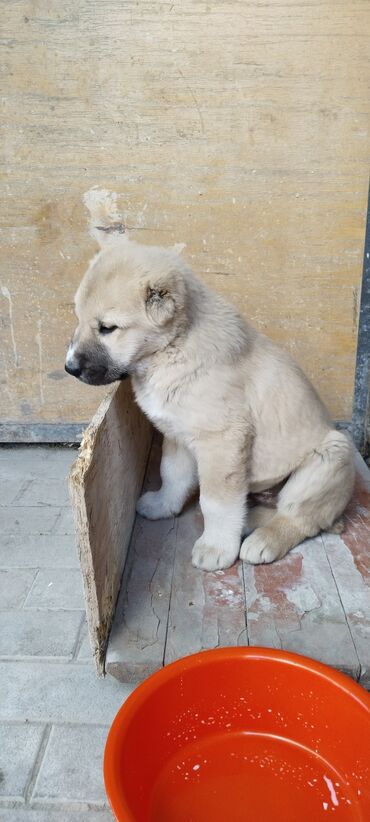 щенок алабая купить: (алабай) среднеазиатская овчарка - кобель
2 месяца щенок
Alabai (Male)