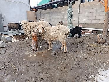 Баран, овца: Продаю | Баран (самец) | Для разведения | Матка — 2