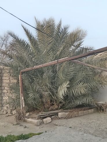 palma agaci: Xurma ağacı
2000 azn
Ünvandan götürmə