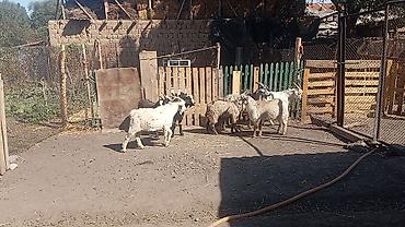 машинки для стрижки животных: Продаю | Коза (самка), Козёл (самец), Козлёнок | Полукровка, Зааненская | На забой, Для разведения, Для молока | Племенные, Осеменитель — 9