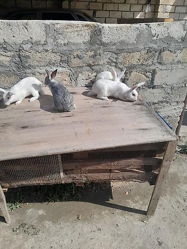 yuxuda qas gormek: Dovşanlar və taxta qəfəs dəsti 3dis bir ekey dir bater var baxir — 3