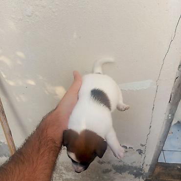 pekines it satisi: Cek rassel teryer, 1 ay, Erkək, Peyvəndli — 6