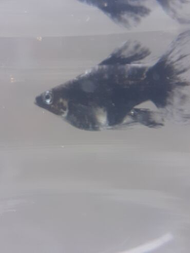 Balıqlar: Molinezi, Sülhsevər -da lalafo.az — 7 Balıqlar: Molinezi, Sülhsevər — 7