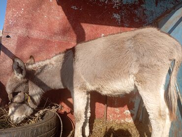 Другие с/х животные: Осёл (серо-бурый), короткошёрстный, домашнего содержания. Основные — 6