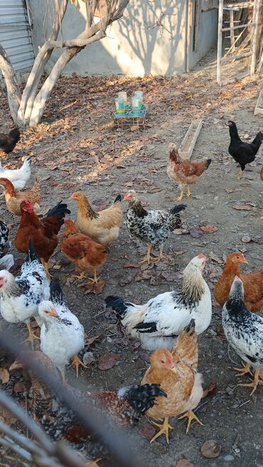 Toyuqlar: Toyuqlar və xoruzlar satılır. Şəkillərdə iri və orta çəkili toyuq və — 3