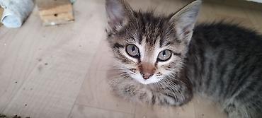 рыжий вислоухий котенок купить: 2 месяца, Девочка, Приучена к лотку, Проглистована — 2