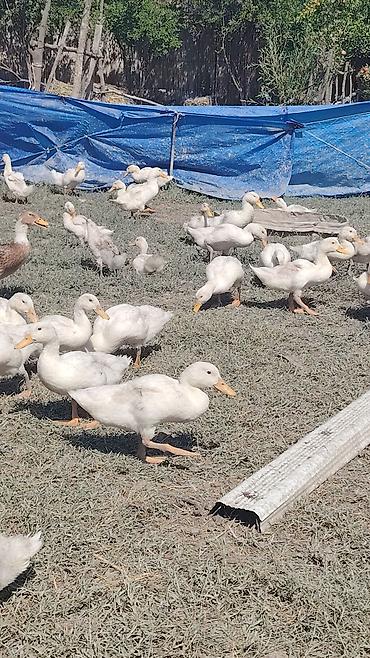 cücə və xoruz təmsil: Satışda: Ağ Pekin ördəkləri (sürü halında) Məhsul/təsvir: - Cins: Ağ — 2