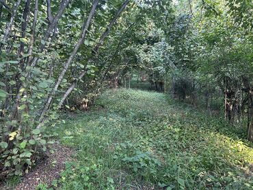 Kirayə torpaq sahələri: Kənd təsərrüfatı -da lalafo.az — 12 Kirayə torpaq sahələri: Kənd təsərrüfatı — 12