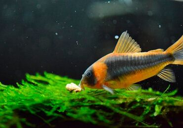 купить рыбу для аквариума: Коридорас рыцарь (Corydoras sp. “Knight”) — это аквариумная донная