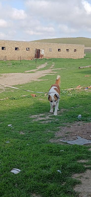 İtlər: Alabay, 3 il, Dişi, Peyvəndli — 9