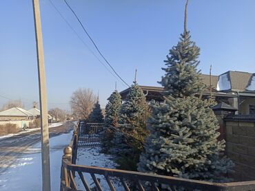 Декоративные деревья: Саженцы деревьев: Ели — 8