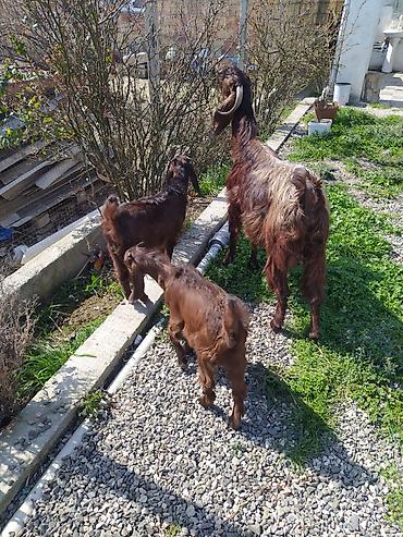 Digər kənd təsərrüfatı heyvanları: Hələb keçiləri satılır.2ana 5bala — 10