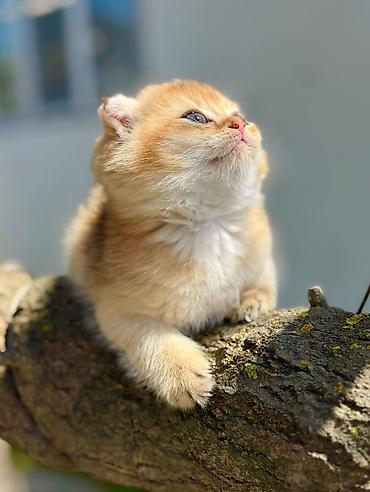 Pişiklər: Şotland — 14