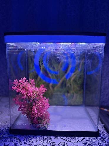 suni bitki: Delsa Aquarium K390 akvarium - Model: K390 (üst qapaqda etiket) - — 6