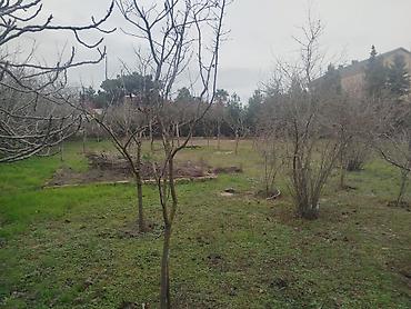 Torpaq: 30 sot, Tikinti, Makler, Kupça (Çıxarış) — 5