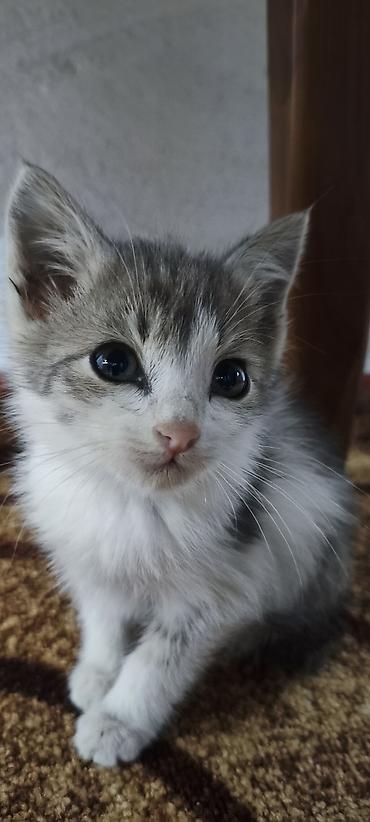 отдам котят в добрые руки бишкек: Находка и пропажа кошек — 2