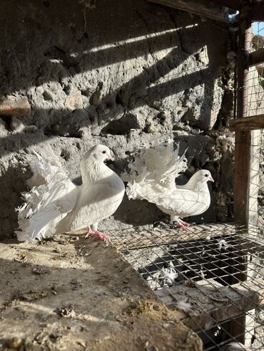 Птицы: Продаю голубей!!!! На фото представлены голуби разных пород. Цены на — 29