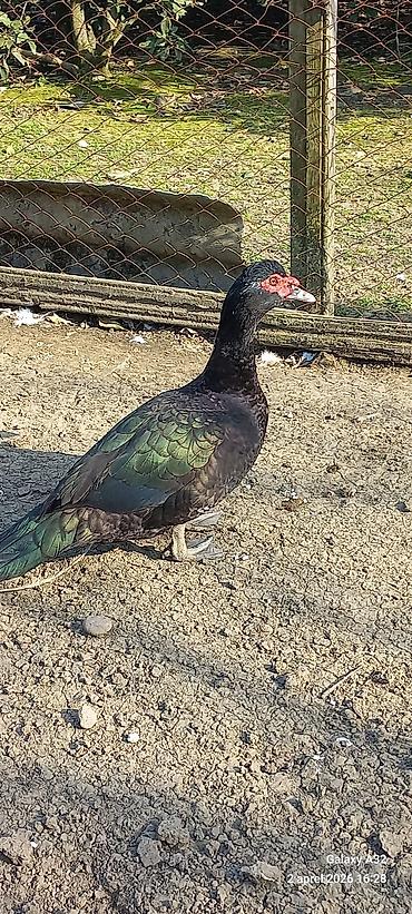 Ördəklər: Erkək, | Lal ördək, Ətlik — 1