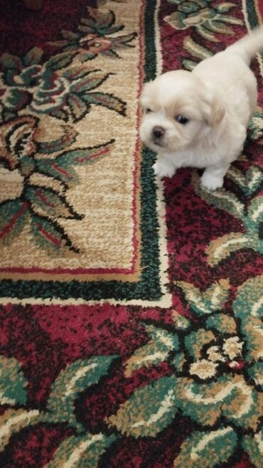 oğlan it adları: Pekines, 2 ay, Dişi