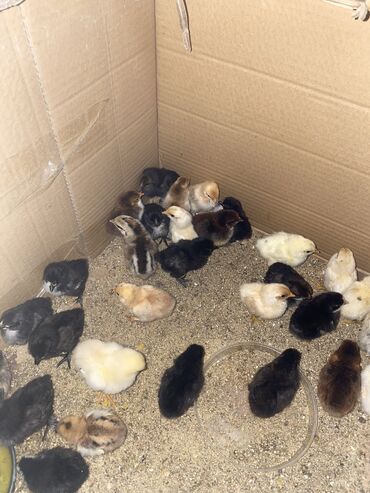 Птицы: Продаю карликовых цыплят бентамок им уже 3 дня на фото родители
