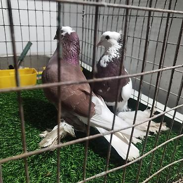 Другие с/х животные: Породистые декоративные голуби. Описание: - Порода — 30