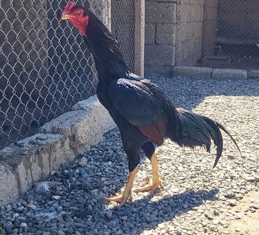 Xoruzlar: Xoruz, Heyratı, il: 1, Ünvandan götürmə — 15