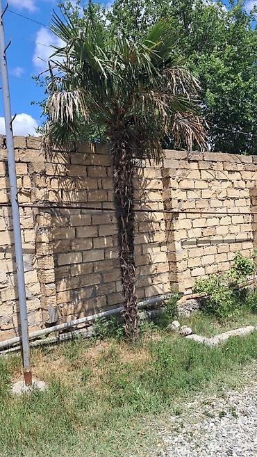 pustə ağacı satılır: Yaxşi vəziyətdədi — 1