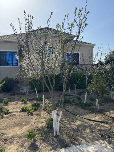Həyət evləri və villaların satışı: Buzovna 4 otaqlı, 143 kv. m, Yeni təmirli