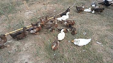 сколько стоит аквариум: Ördəklər.5manatdan 25manata kimi deysiir boyuna ayına gününe yaşına — 4