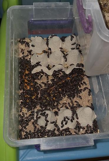 akvarium baliq bazari: 🐛 Canlı Un Qurdu Satılır! ✔️ Təzə və sağlam ✔️ Toyuqlar, quşlar və — 1