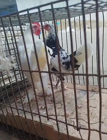 Toyuq, Damazlıq, Ünvandan götürmə, Pulsuz çatdırılma, Ödənişli çatdırılma lalafo.az -da Toyuq, Damazlıq, Ünvandan götürmə, Pulsuz çatdırılma, Ödənişli çatdırılma