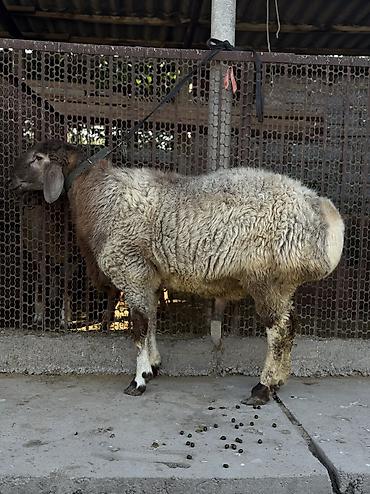 хатико собака: Продаю | Баран (самец) — 1