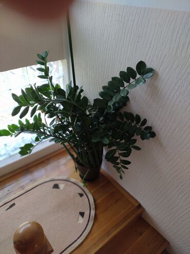 zidne police za sobu: Prodajem sobnu biljku Zamiju, pogodnu za vece prostore i poslovne
