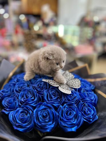 Pişiklər: Britan yastı qulaq, Erkək, Dişi, Yaxşı əllərə, Ünvandan götürmə, Pulsuz çatdırılma, Ödənişli çatdırılma — 11