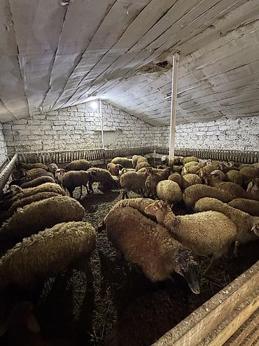 qurbanlıq heyvanlar: Quzu, Erkək, ay: 5, 35 kq, Ətlik, Ünvandan götürmə — 2